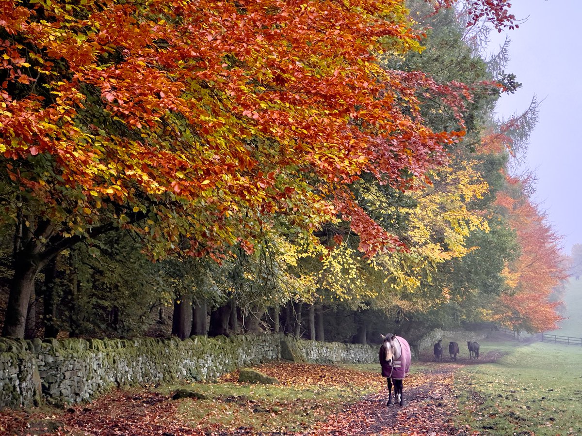 Leading the way home