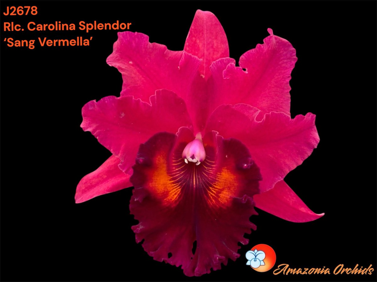 Amazoniaorchids's tweet photo. Rhyncholaeliocattleya Carolina Splendor is a beautiful orchid hybrid, registered in 1992, combining traits from Cattleya dowiana and others for vibrant blooms.#orchids #cattleyas #cattleyashybrid  #amazoniaorchidsinc #orchidhybrids https://t.co/fhtVUCncZg