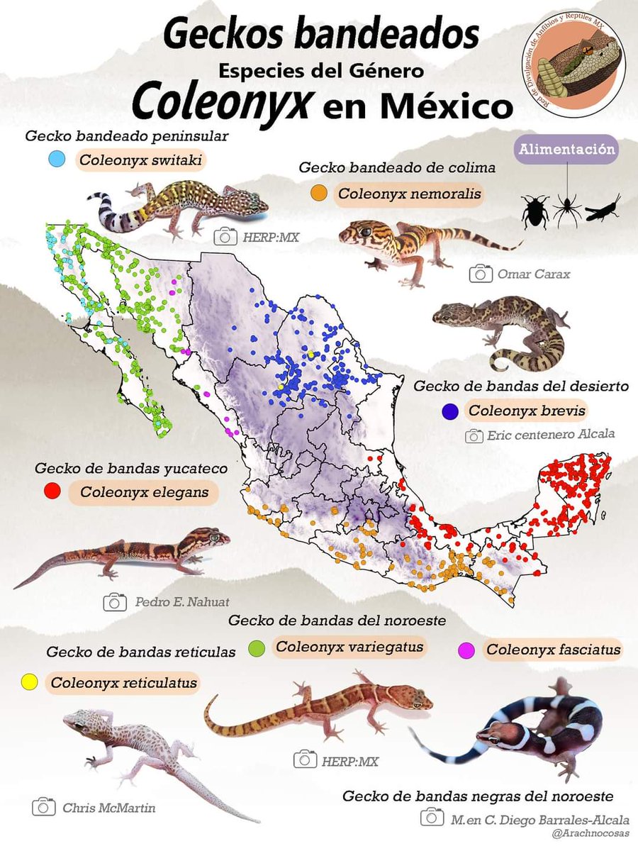 Dulce Veneno, image size:900x1200