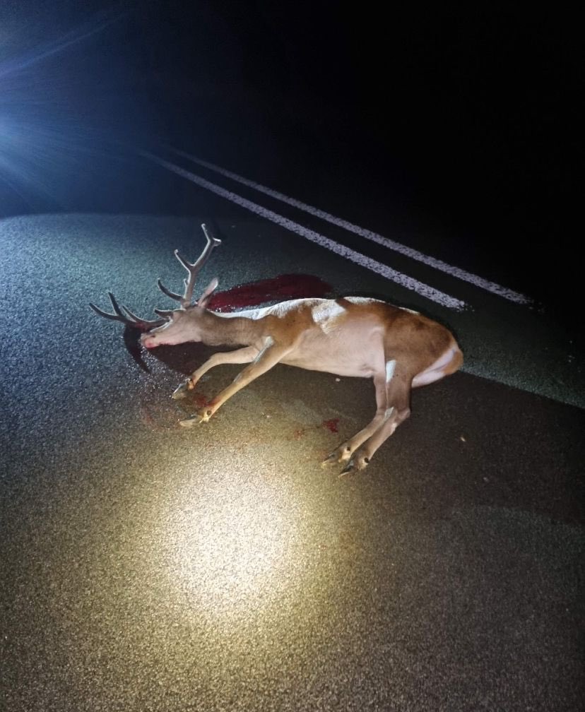 Dit weekend wordt de klok weer verzet naar wintertijd. Dieren hebben hun eigen biologische klok en moeten wennen aan ons nieuwe ritme! Toch een aanrijding? Bel dan 0900-8844 of 112. Let op uw snelheid en rij voorzichtig. Wij, 🦌, 🐗, 🦊, 🦡, 🐺 steken zomaar over! <a href="/GemeenteEde/">Gemeente Ede</a>