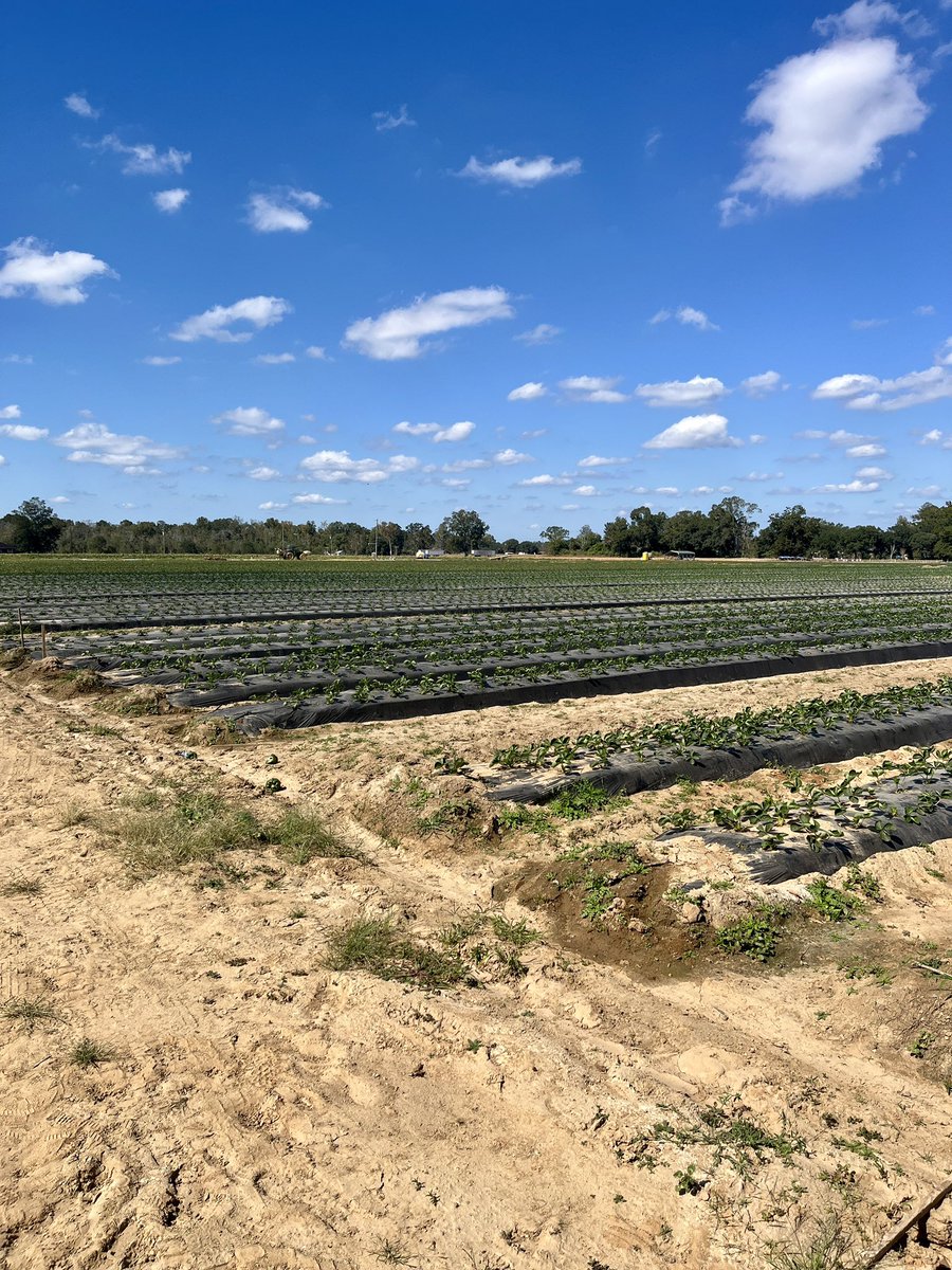 Yesterday, we went to visit the Hammond REC. From there, Dr. <a href="/maryhelenferg/">Mary Helen Ferguson</a> took us to visit some strawberry farms in Independence, LA. It was great to better understand their systems and their main needs.
<a href="/CongliangZhou/">Congliang Zhou</a> <a href="/ChienYuHuang4/">Chien Yu Huang</a>