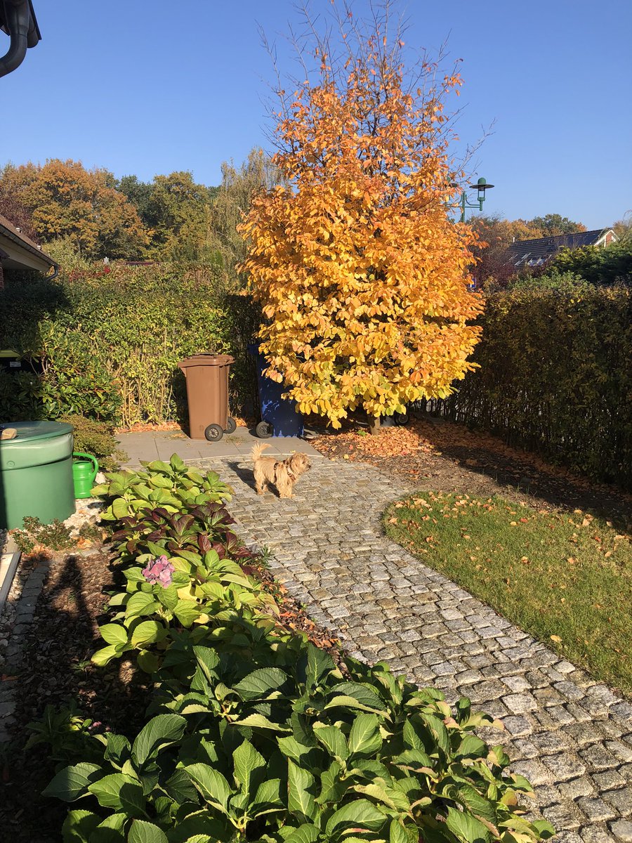 MandyBIS27's tweet photo. Sending @JaneyGodley lots of love from a sunny autumn day in Berlin. Bailey sends his love to you all, but especially Honey 💕🐾🍀 https://t.co/Kle63sdVBM