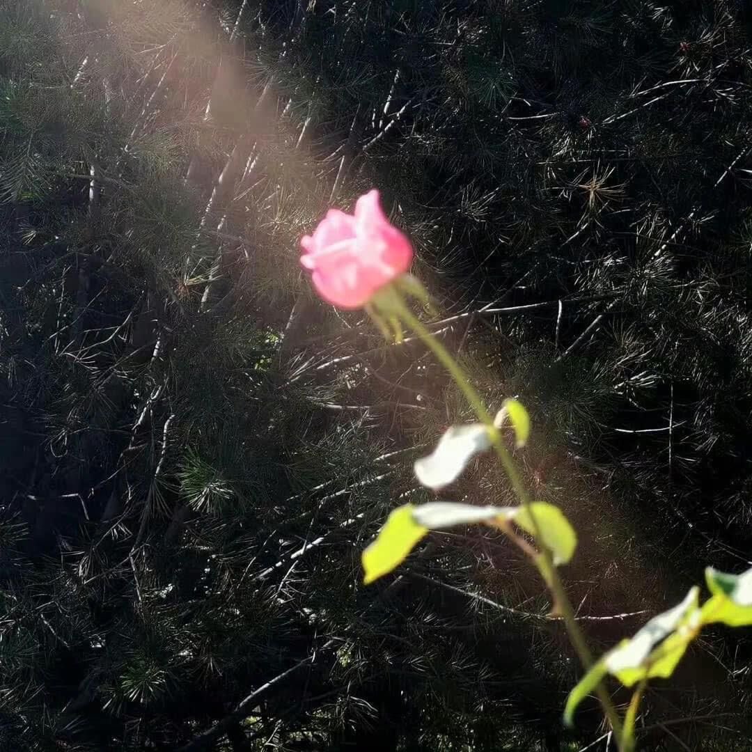 greendreaams's tweet image. 