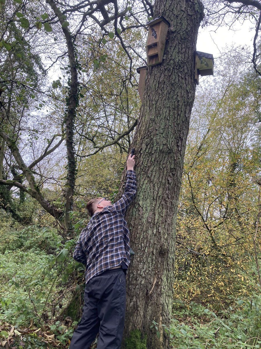 Thank you to everyone who helped with bat box checks at Moor Pond Wood today. Eight Pipistrelle species in total.