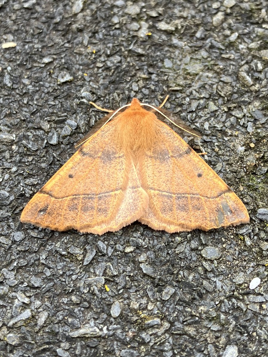 plodingbirder's tweet image. 2  nfs in my VC15 trap this morning, Feathered Thorn and Dark Chestnut,  also a latish Dark Arches and more Vitealis, Radford&apos;s etc. @trapsite