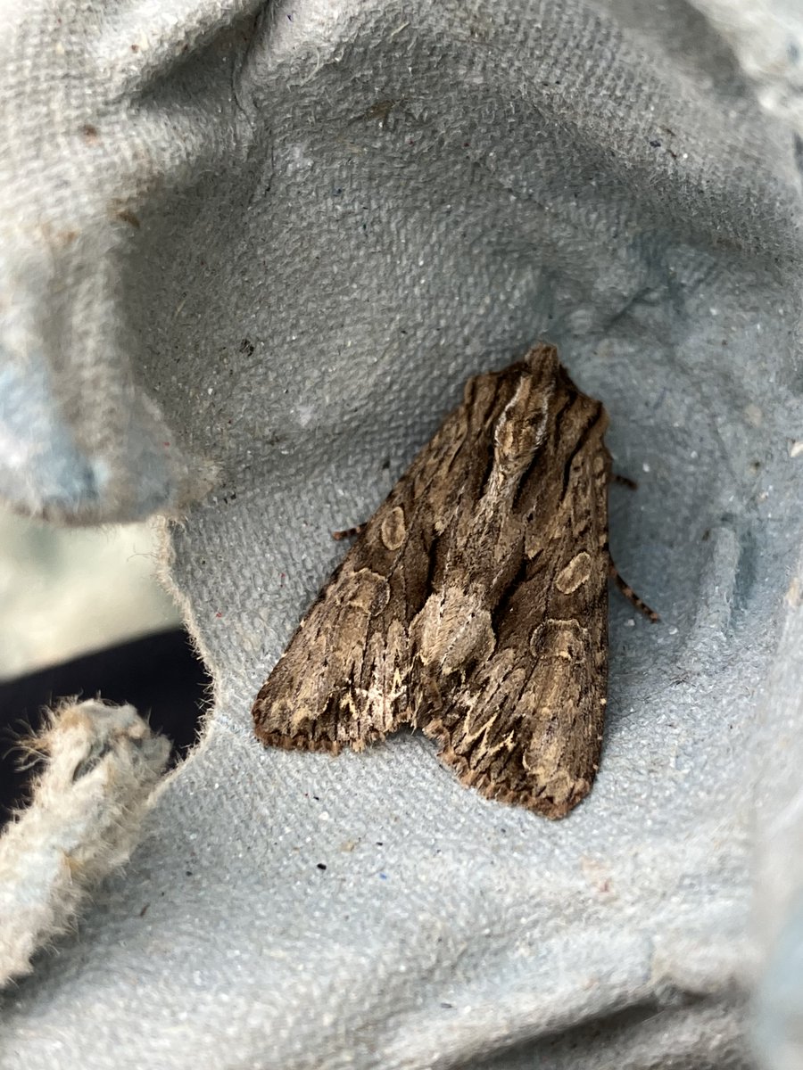 plodingbirder's tweet image. 2  nfs in my VC15 trap this morning, Feathered Thorn and Dark Chestnut,  also a latish Dark Arches and more Vitealis, Radford&apos;s etc. @trapsite