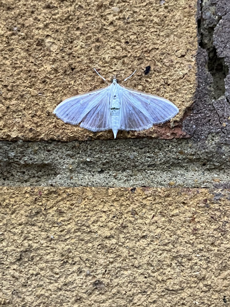 Ploddingbirder (@plodingbirder) on Twitter photo 2 nfs in my VC15 trap this morning, Feathered Thorn and Dark Chestnut, also a latish Dark Arches and more Vitealis, Radford's etc. <a href="/trapsite/">sean clancy</a> 2 nfs in my VC15 trap this morning, Feathered Thorn and Dark Chestnut, also a latish Dark Arches and more Vitealis, Radford's etc. <a href="/trapsite/">sean clancy</a>