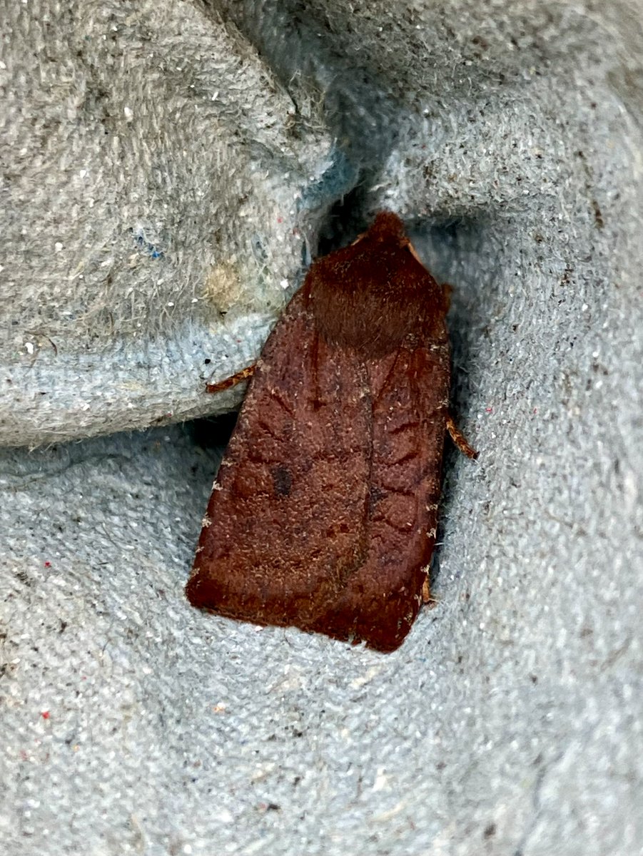 plodingbirder's tweet image. 2  nfs in my VC15 trap this morning, Feathered Thorn and Dark Chestnut,  also a latish Dark Arches and more Vitealis, Radford&apos;s etc. @trapsite