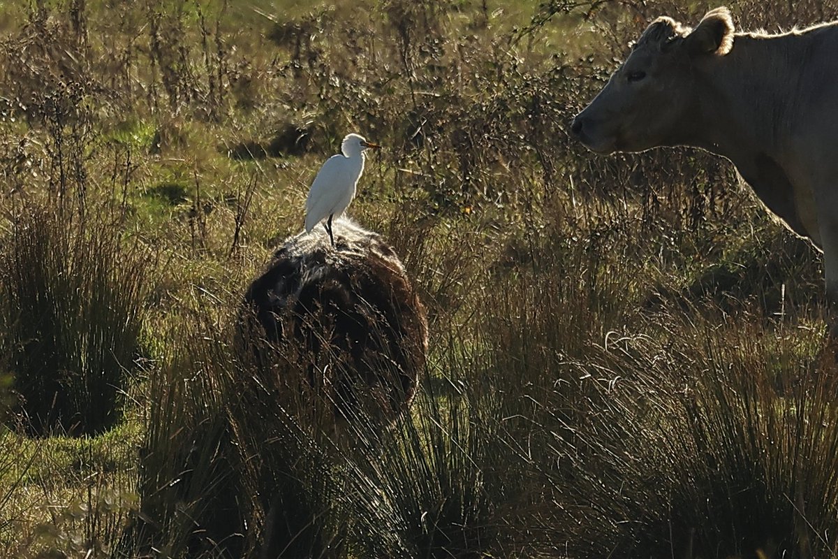 Robert_Kitchen_'s tweet photo. How now brown cow? Cattle Egret @NorfolkWT Holme NNR https://t.co/O6rR1xcKnY