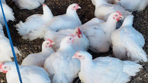 farmingmfs's tweet photo. If you’re interested in broiler farming, like and repost. https://t.co/PVTqqnBun8