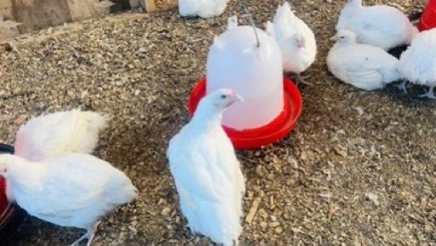 farmingmfs's tweet photo. If you’re interested in broiler farming, like and repost. https://t.co/PVTqqnBun8
