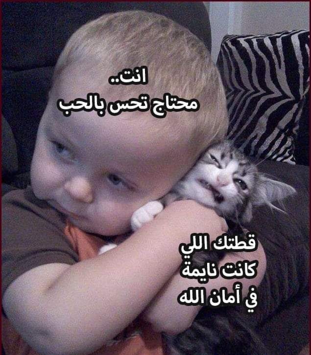 arabmemesss tweet picture