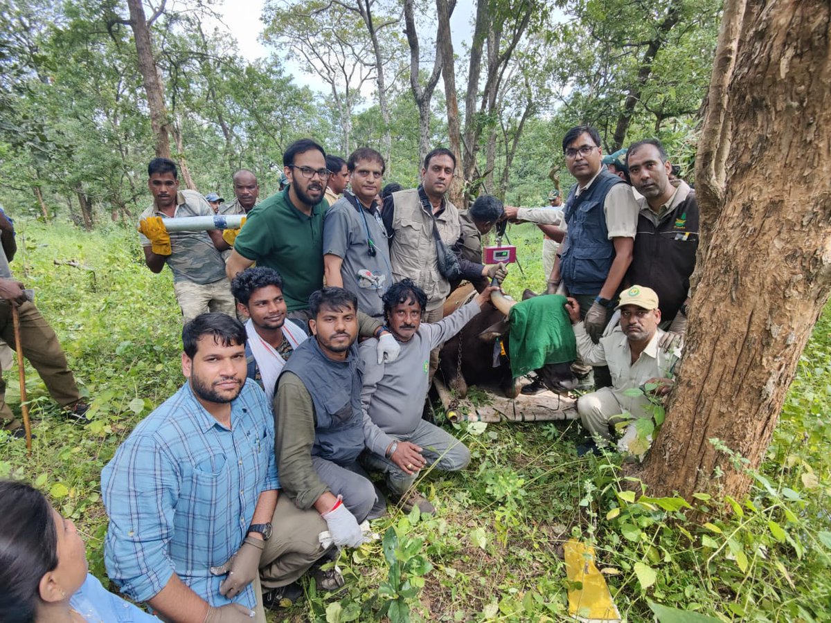 Sanjay_TigerR's tweet photo. Under the collaborative project of Gaur Re-introduction in SanjayTR, today the team of #MPFD and #WII successfully collared five Gaur in SanjayTR. Efforts of the entire Officials, Wildlife Health officers and frontline staff for making this possible are highly appreciated. https://t.co/ZJrnwHRw2j