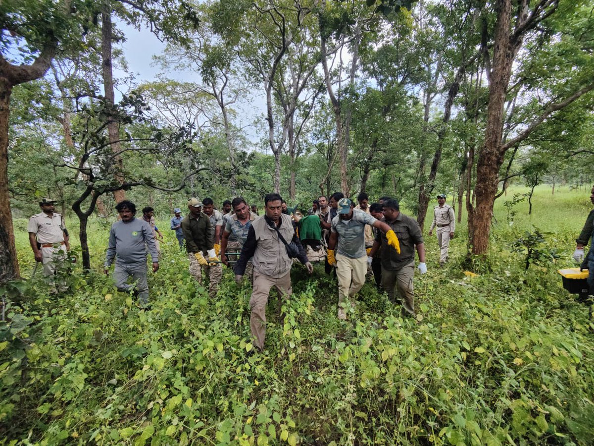 Sanjay_TigerR's tweet photo. Under the collaborative project of Gaur Re-introduction in SanjayTR, today the team of #MPFD and #WII successfully collared five Gaur in SanjayTR. Efforts of the entire Officials, Wildlife Health officers and frontline staff for making this possible are highly appreciated. https://t.co/ZJrnwHRw2j