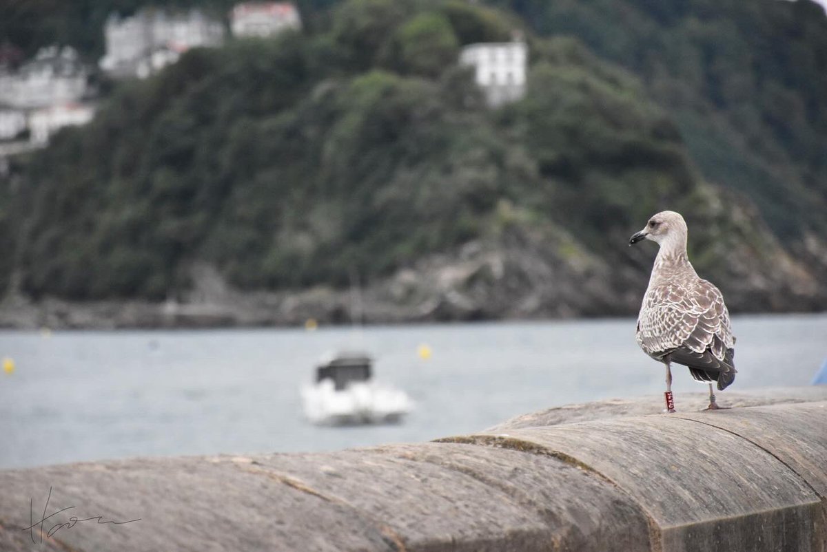 harushimizuwork's tweet photo. スペイン、サンセバスティアンの港で撮ったセグロカモメ？オオセグロカモメ？の若鳥色々
1枚目のブレたステップがお気に入り

#photograghy 
#España #Donostia https://t.co/buO6PfNEgi