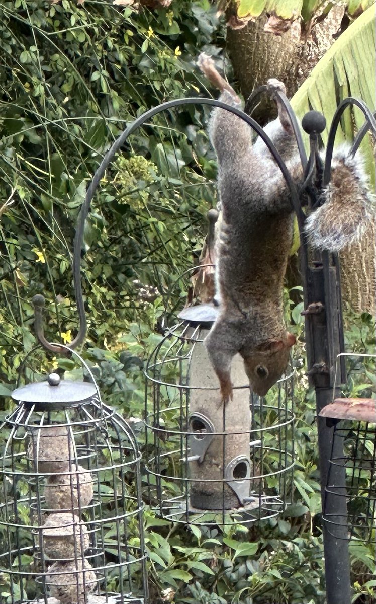 He obviously didn’t get the message that the feeders are ‘squirrel proof’. I had to send the terrier out to ask him to leave.