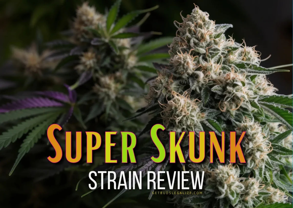 getbudslegaliz's tweet image. 🌿 Discover the iconic Super Skunk strain! Our latest blog post dives deep into its effects, flavors, and a complete growing guide. Perfect for both novice and experienced growers! 💚✨ #SuperSkunk #Cannabis #GrowingGuide
getbudslegalize.com/super-skunk-st…