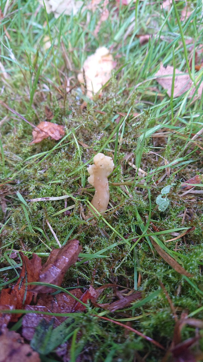 🍄 A Rare Mattipus 🍄 tweet media