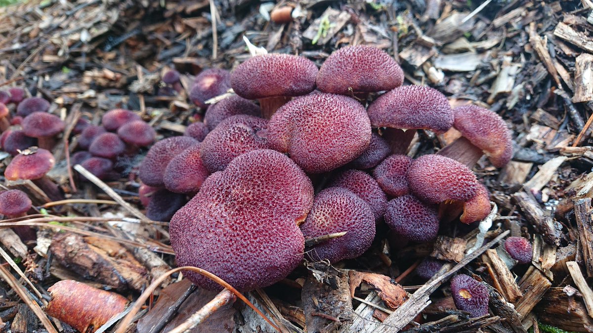 🍄 A Rare Mattipus 🍄 tweet media