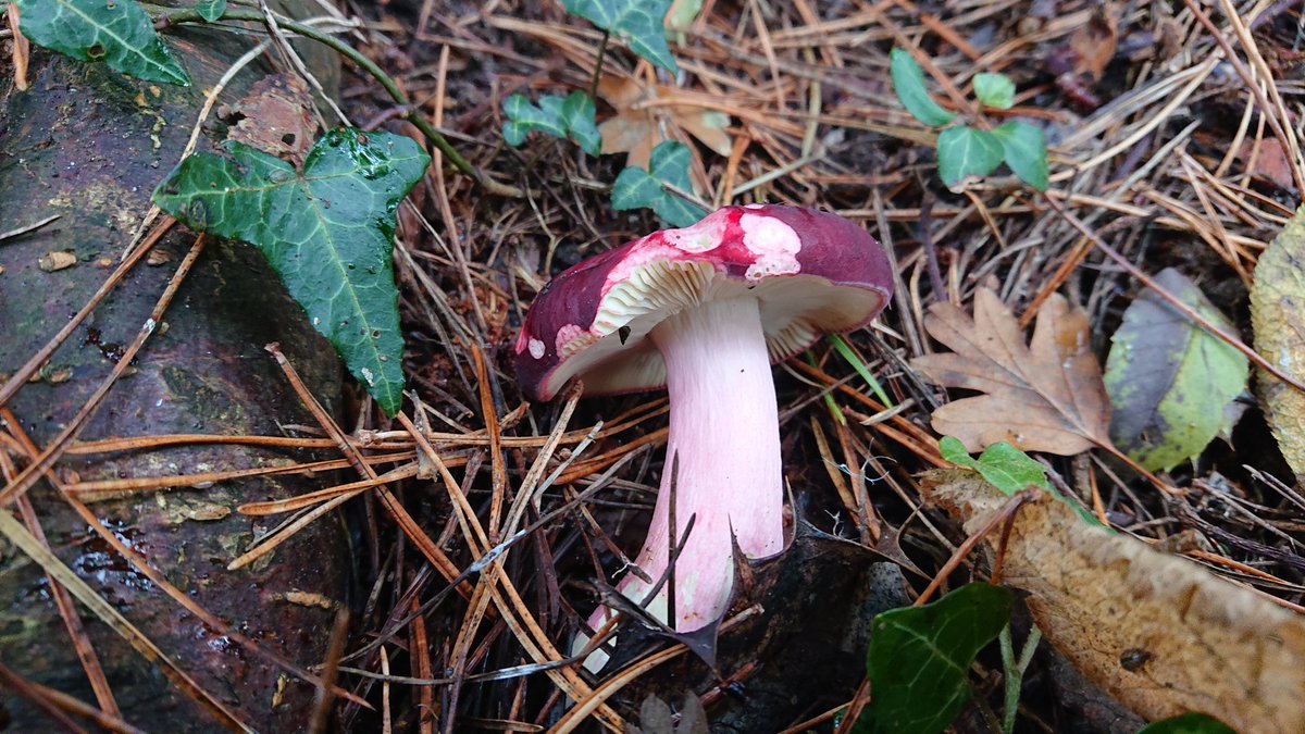 🍄 A Rare Mattipus 🍄 tweet media