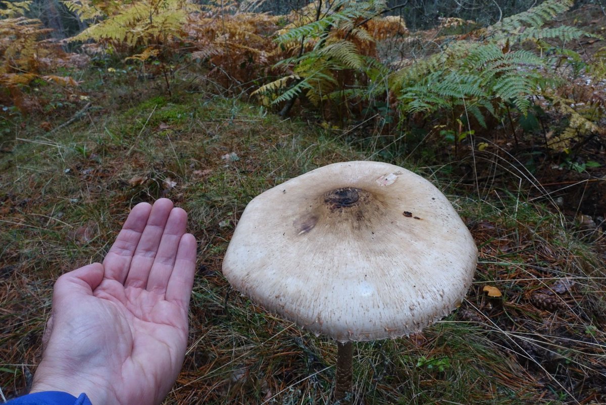 Viajarapie tweet media