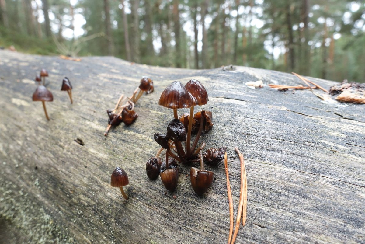 Viajarapie tweet media