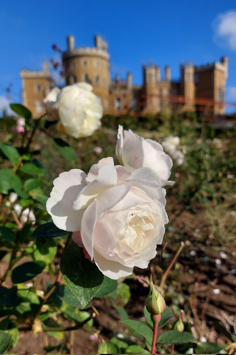 Andy Tudbury MCIHort tweet media