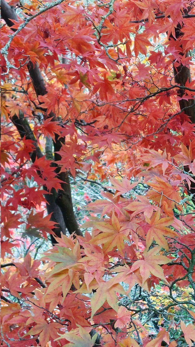 Andy Tudbury MCIHort tweet media