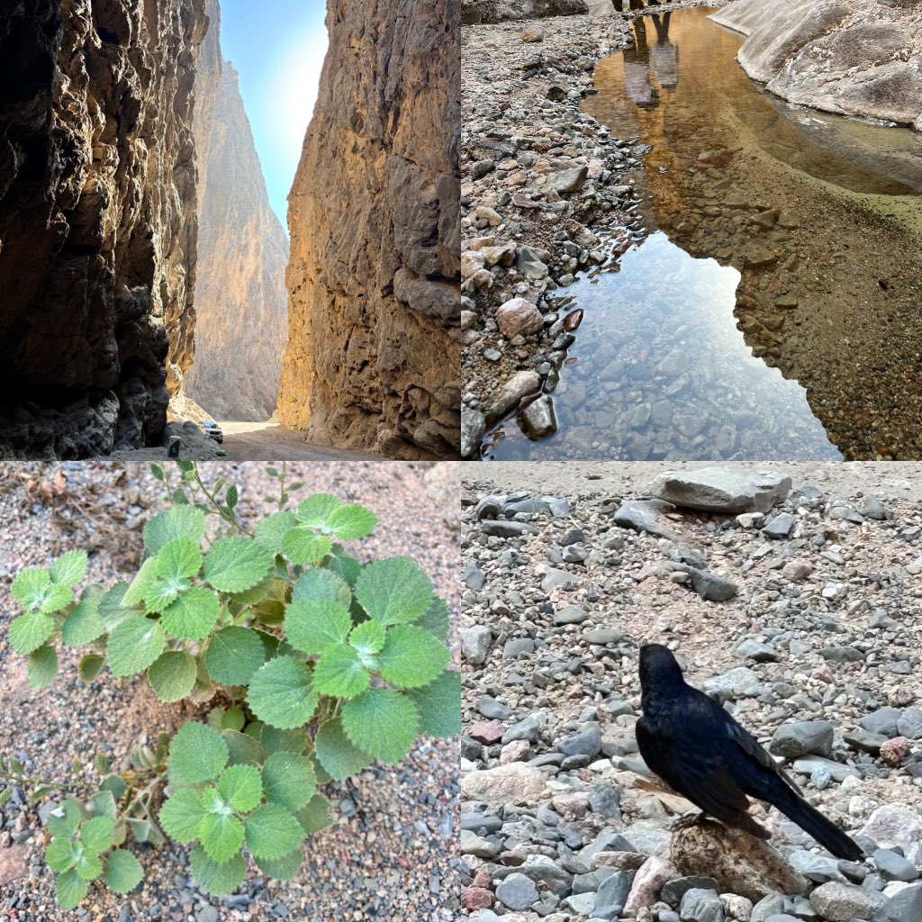 Great to spend time this week at Wadi Tayyib Al Ism, (also sometimes known as the Valley of Moses). It’s one of many natural wonders based in NEOM.