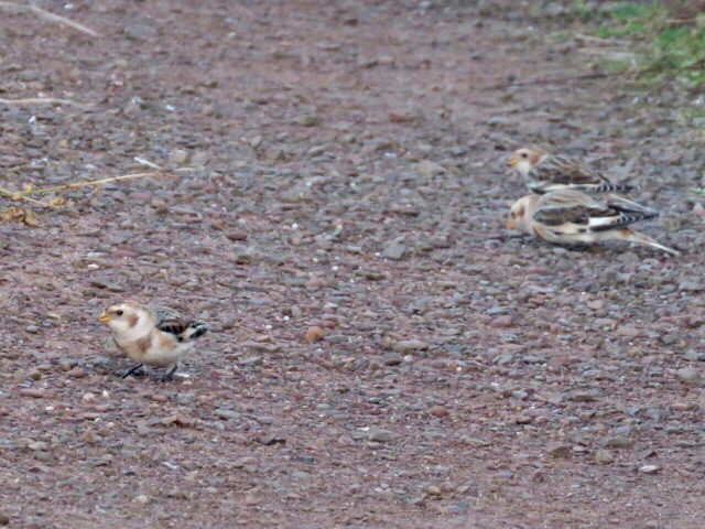KevinIngleby1's tweet photo. Early morning Snow Buntings at Torness, mid morning Red-backed Shrike at John Muir CP, late morning Black Redstart back at Torness. A good 1/2 days birding. @birdinglothian https://t.co/aEmDtXZbeO