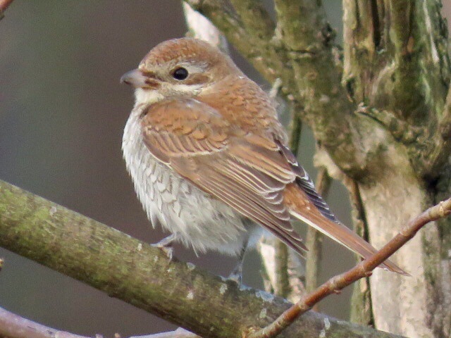 KevinIngleby1's tweet photo. Early morning Snow Buntings at Torness, mid morning Red-backed Shrike at John Muir CP, late morning Black Redstart back at Torness. A good 1/2 days birding. @birdinglothian https://t.co/aEmDtXZbeO