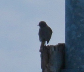 KevinIngleby1's tweet photo. Early morning Snow Buntings at Torness, mid morning Red-backed Shrike at John Muir CP, late morning Black Redstart back at Torness. A good 1/2 days birding. @birdinglothian https://t.co/aEmDtXZbeO