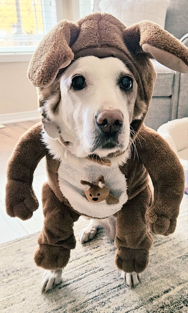 CanadianBlackBear🇨🇦 (CanadianPenny🌈) tweet media