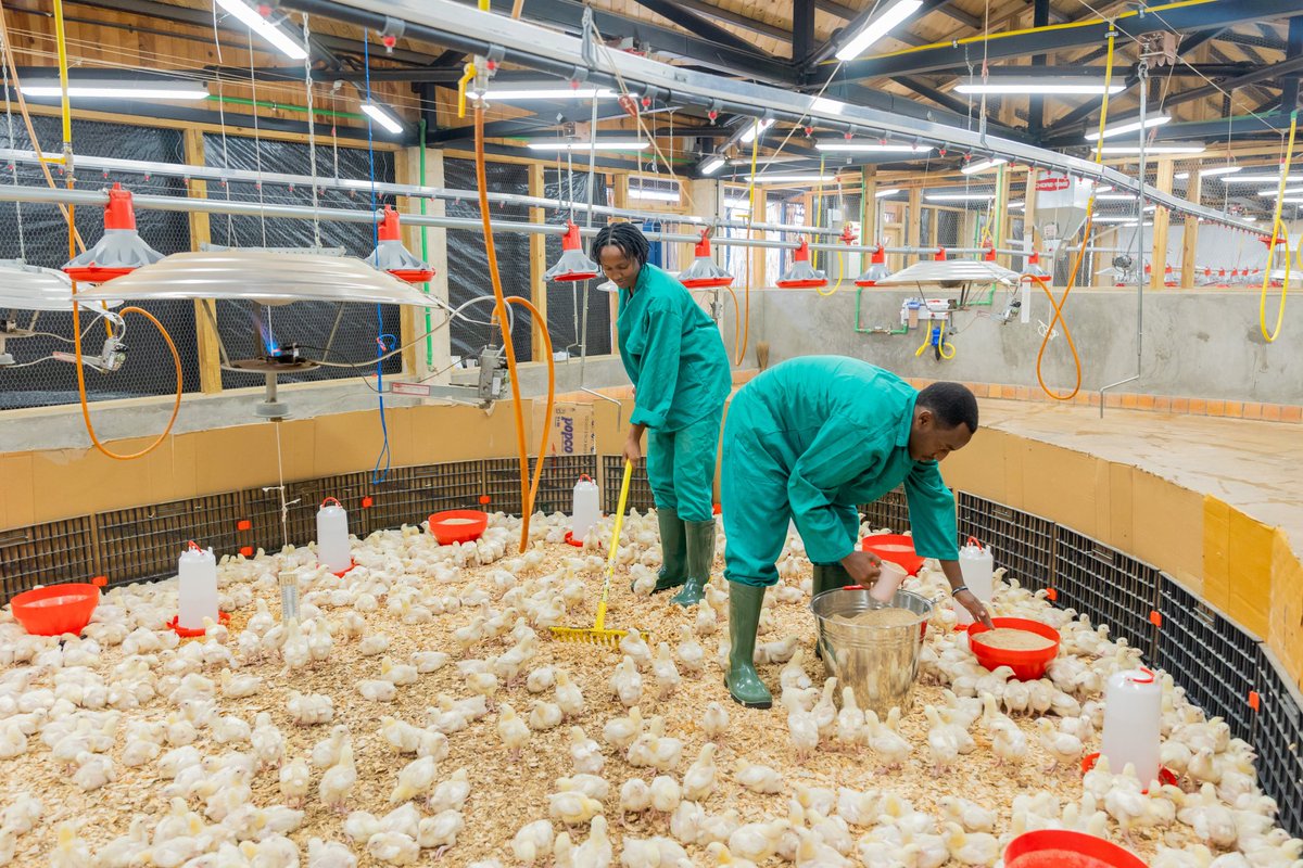 A well balanced diet tailored to the age and type of a Poultry (layers, broilers or breeders)is essential.
Feed quality directly Impacts growth,egg production and overall health.

Do you know that Feeding and Nutrition takes between 70-75% in a Poultry Farming?
#NoFarmsNoFoods