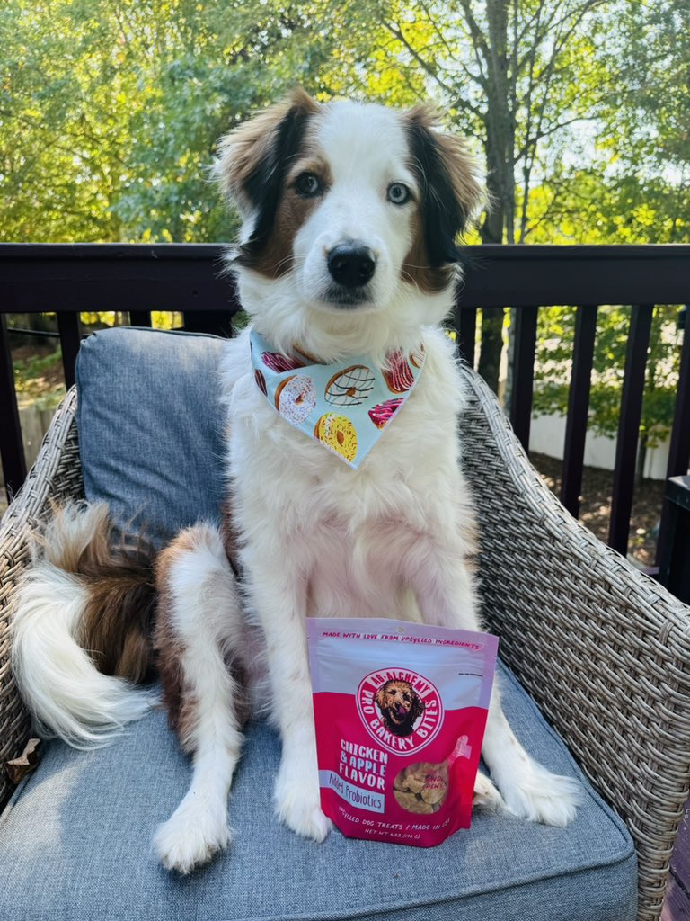 Bark_Beyond's tweet image. Rate my dog model posing with our new treat packaging! 0-10 🐶📸 

🔗 barkandbeyondsupply.com/collections/do…

#DogModel #PetTreats #RateMyDog #smallbusinessbigdreams #dogsoffacebook #ShopSmall #dogsofX #dogsoftwitter