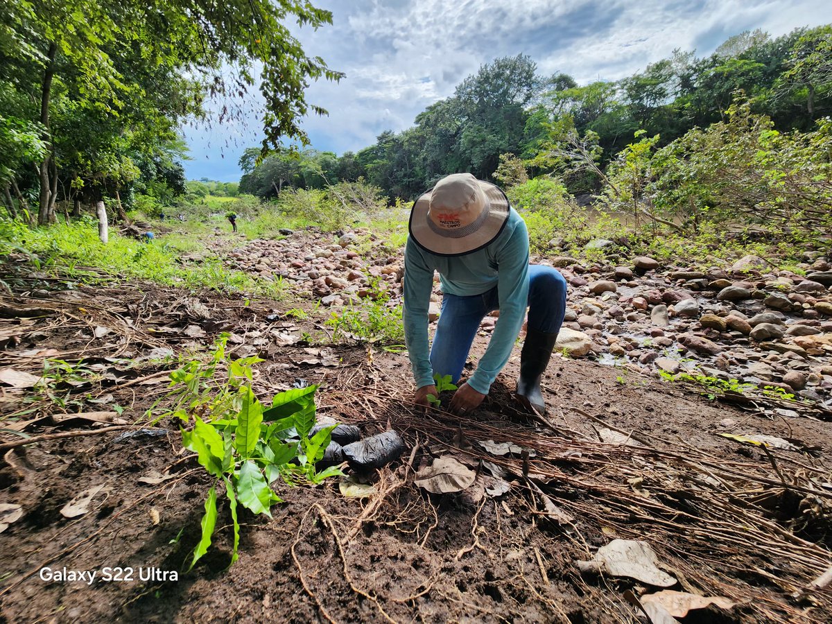 A fin de aumentar la regeneración natural de nuestras áreas protegidas, realizamos la siembra de 1,000 plantas, en la comarca San Ramón, parte media de la cuenca del Río Mayales, municipio de Juigalpa, Chontales.

#VerdeQueTeQuieroVerde
#AmorAlaMadreTierra
#Biodiversidad