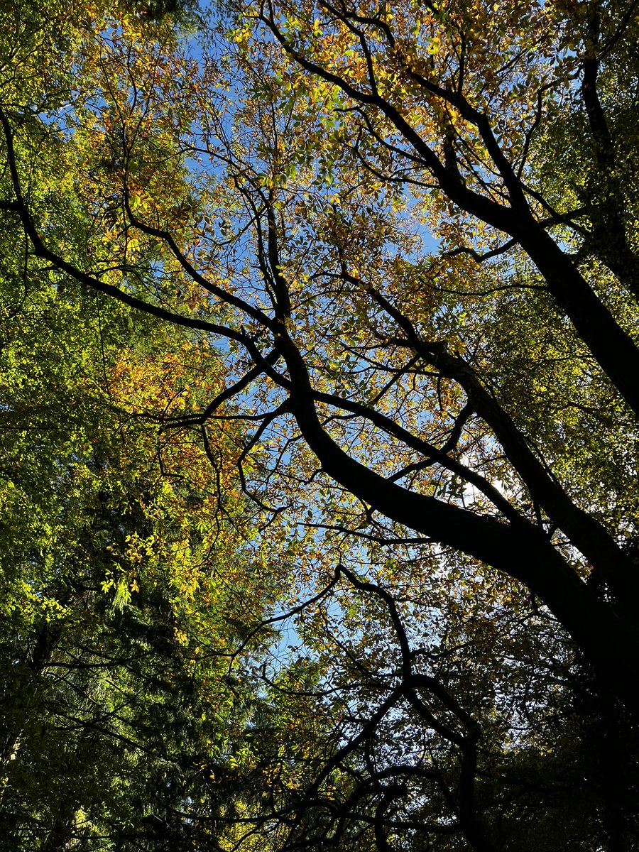 #Autumn 🧡💛💚🤎