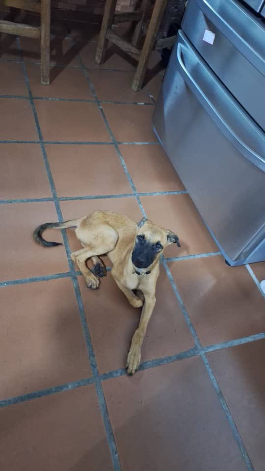 Se encontró este perrito extraviado por la Calle Maracaibo de Urb. Prados del Este. Buscamos a sus dueños. <a href="/asopraes/">Prados del Este</a> @alcaldiadebaruta