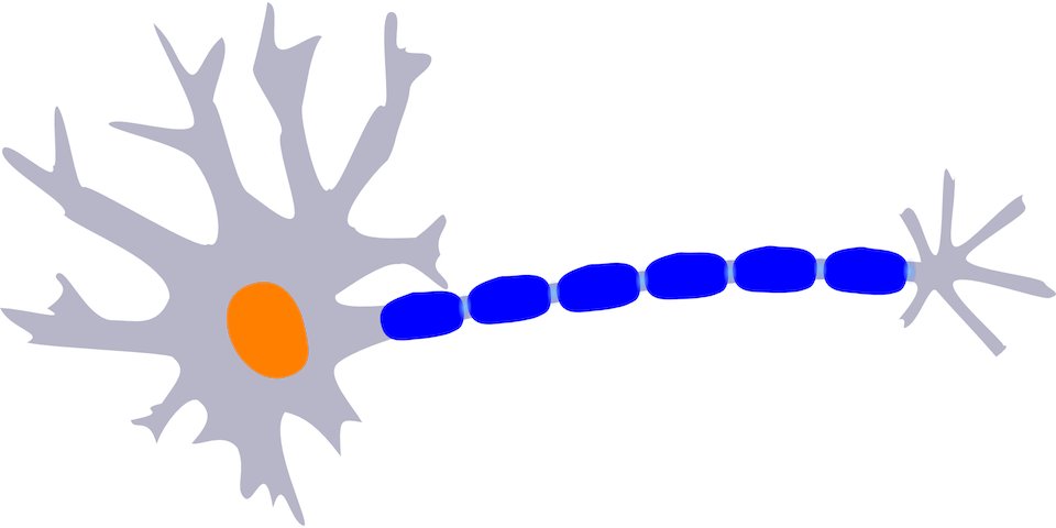 NeuralCell's tweet photo. Kick back with a new #review this weekend. 📖
@UnivAveiro scientists summarize the intrinsic mechanisms driving #axonal regeneration, interplay between these mechanisms, and barriers to axonal regeneration.
👀 Find it in @TrendsNeuro: https://t.co/3QObYKH8Qr https://t.co/xeYIqIAGPJ