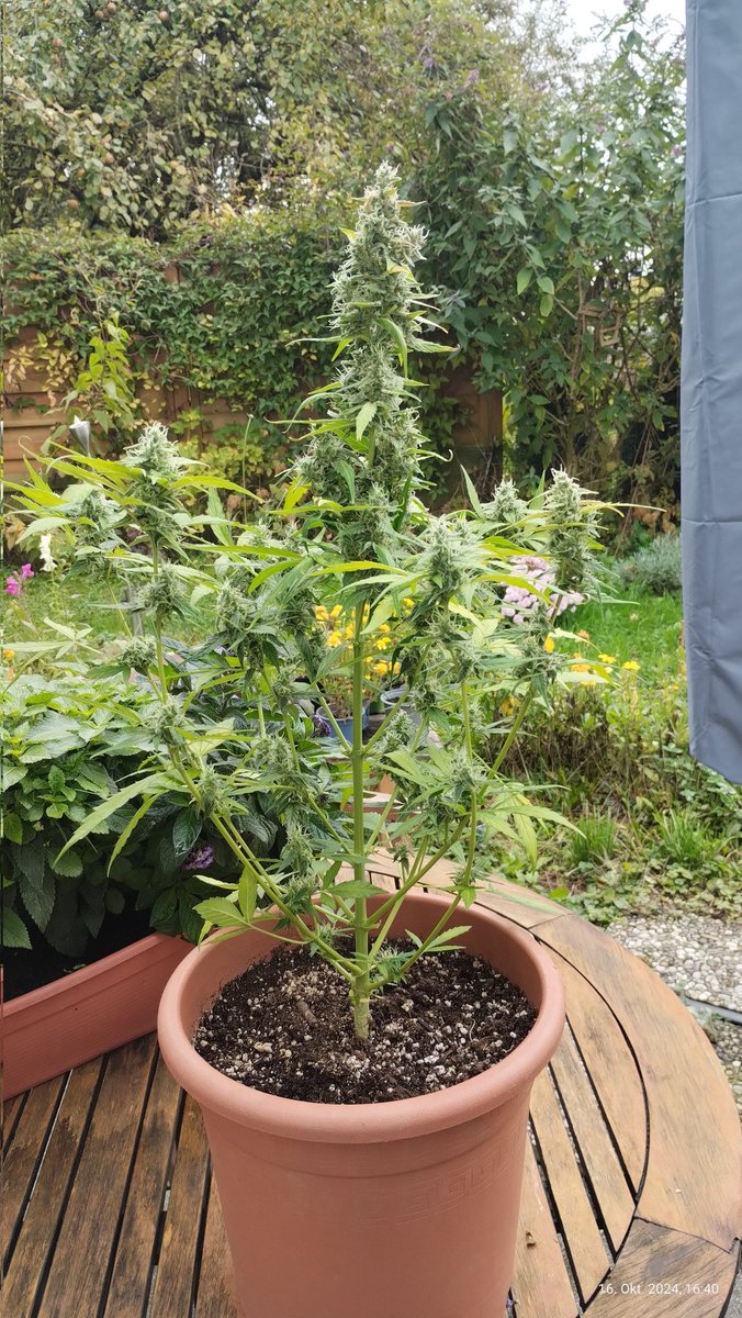 Marcel_FFF's tweet photo. So sieht übrigens ein CaMg Mangel aus bei Cannabis. Hatte dann die gelben Blätter entfernt, so bekommen auch die Buds mehr Licht ab und die Pflanze muss keine unnötige Energie in die Blätter schicken.
#Cannabis #CannabisWeedingCake #HomeGrow #FirstGrow #Weed #weedlove https://t.co/54LeO0DU5O