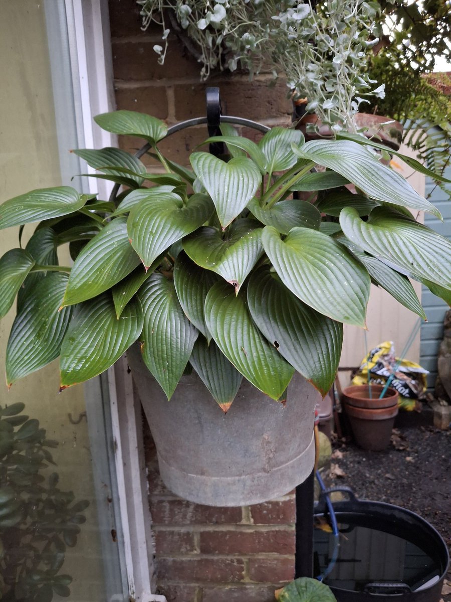 Devon Green hosta still looking good. Definitely one for the bucket list.
#Hosta #gardening #gardeningtwitter