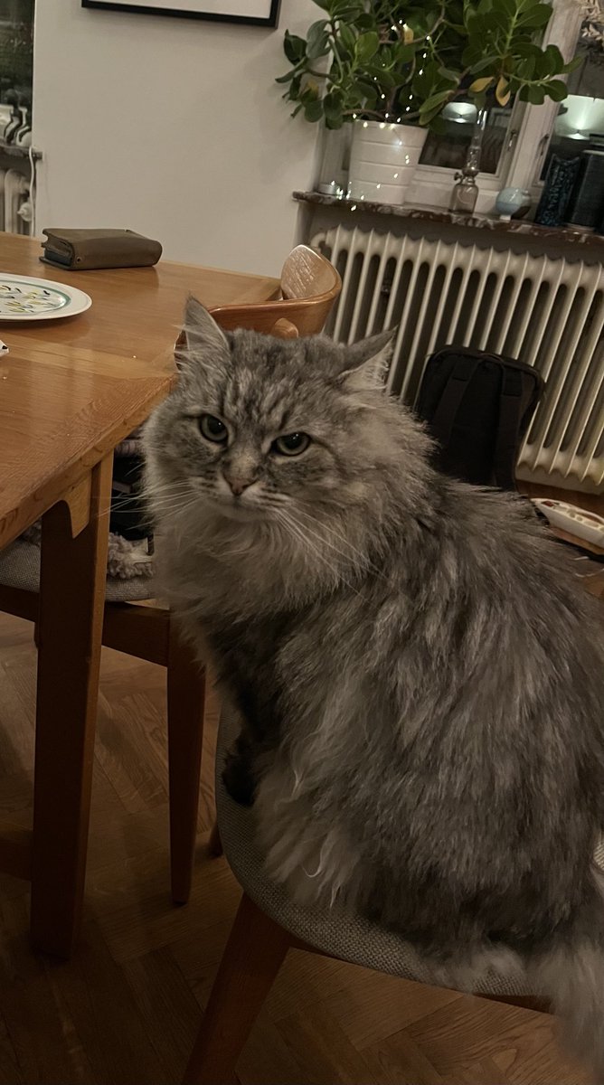 Lisa, min bordsgranne på födelsedagsmiddagen 😻😻😻
