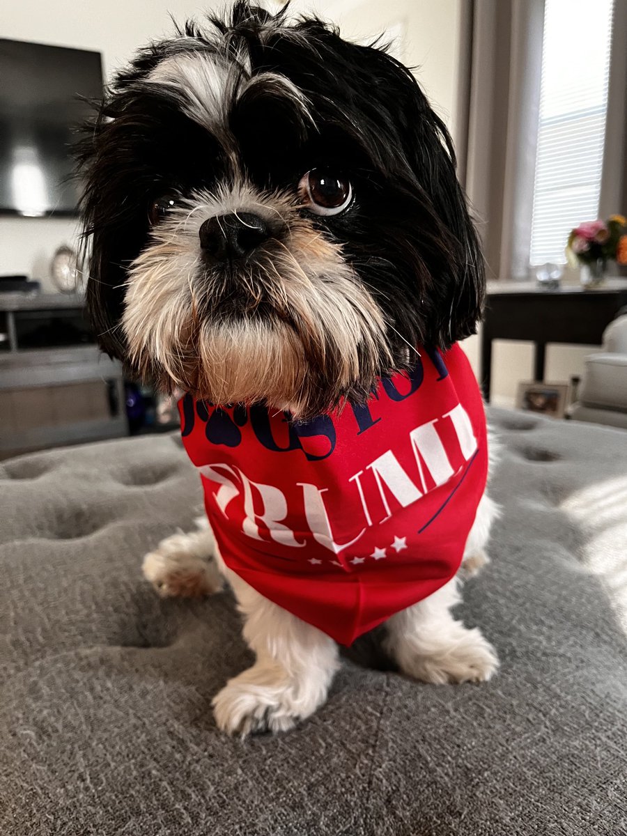 PattyDandthearrogantshitzu tweet media