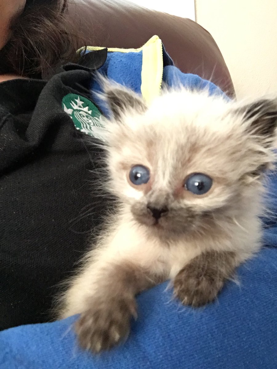 Coffee Master Caitie tweet media