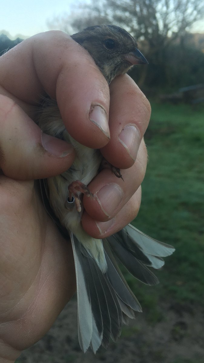 Owain Gabb tweet media