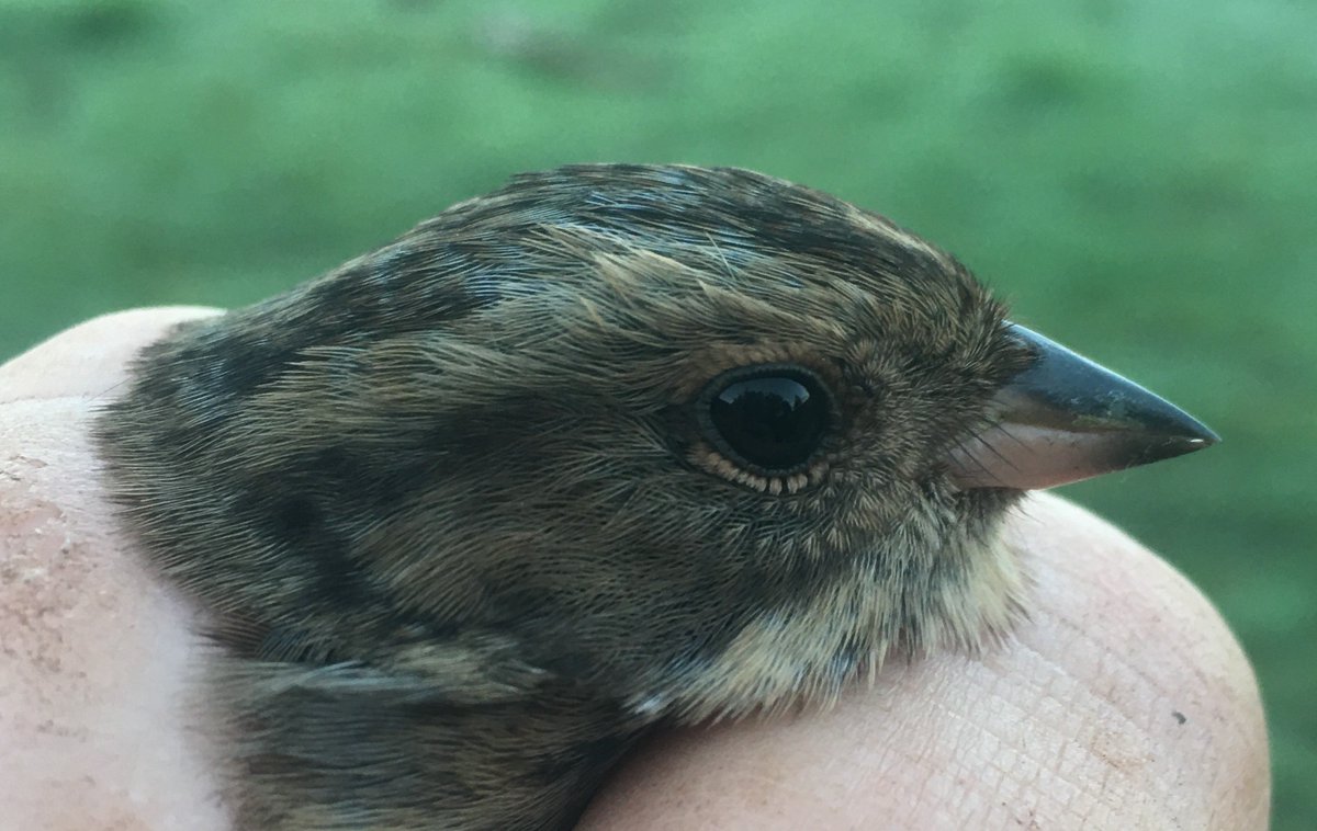 Owain Gabb tweet media