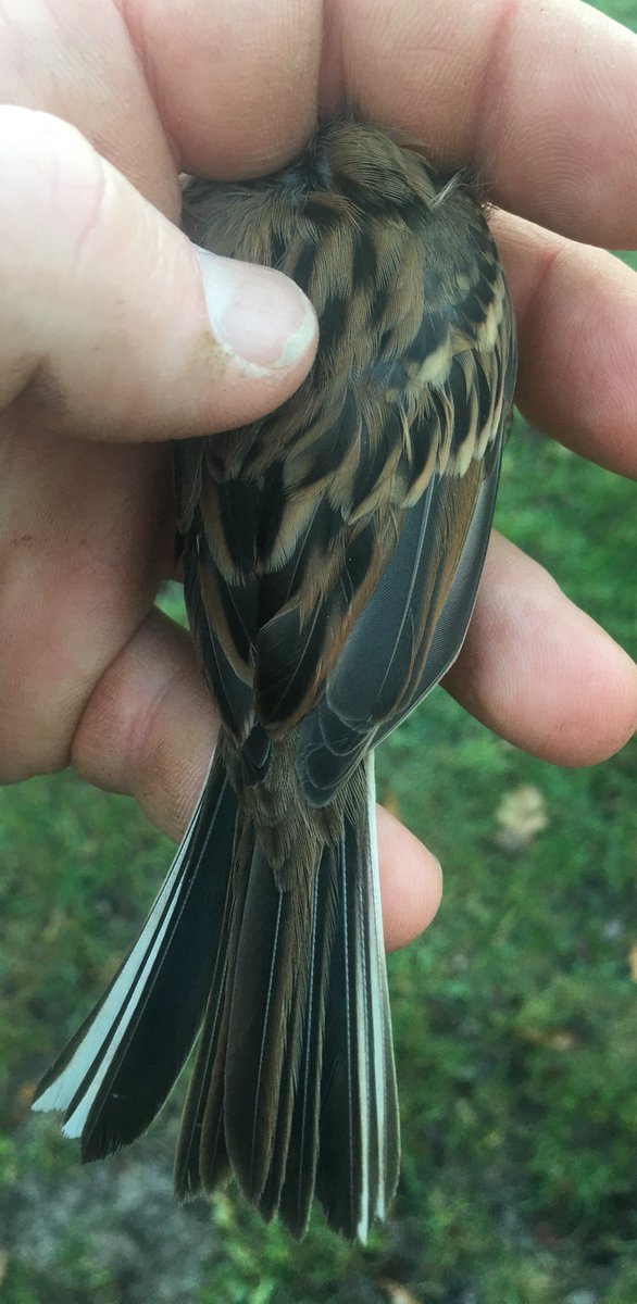 Owain Gabb tweet media