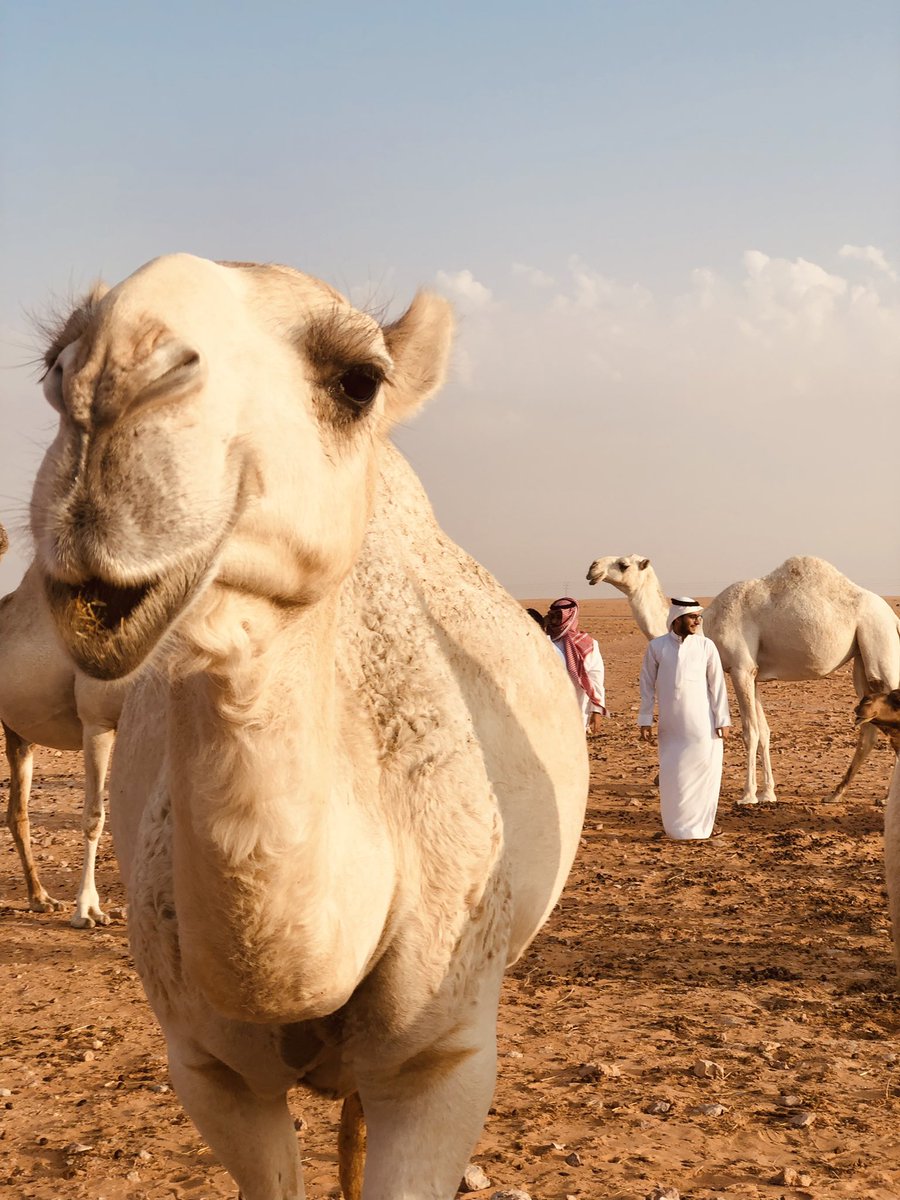 سياف ناصر 🇸🇦 tweet media