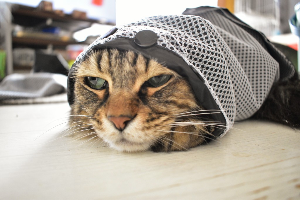 Elect_bear's tweet photo. ✱うちの猫達✱
✛葵さん✛  トンキニーズ混じりかも？/17歳♀
✛このは✛  メインクーン/11歳♂
✛クロ✛  元野良猫/10歳♂
✛みかげ✛  黒と同じとこにいた/10歳♂ https://t.co/NSaJZdjXJm