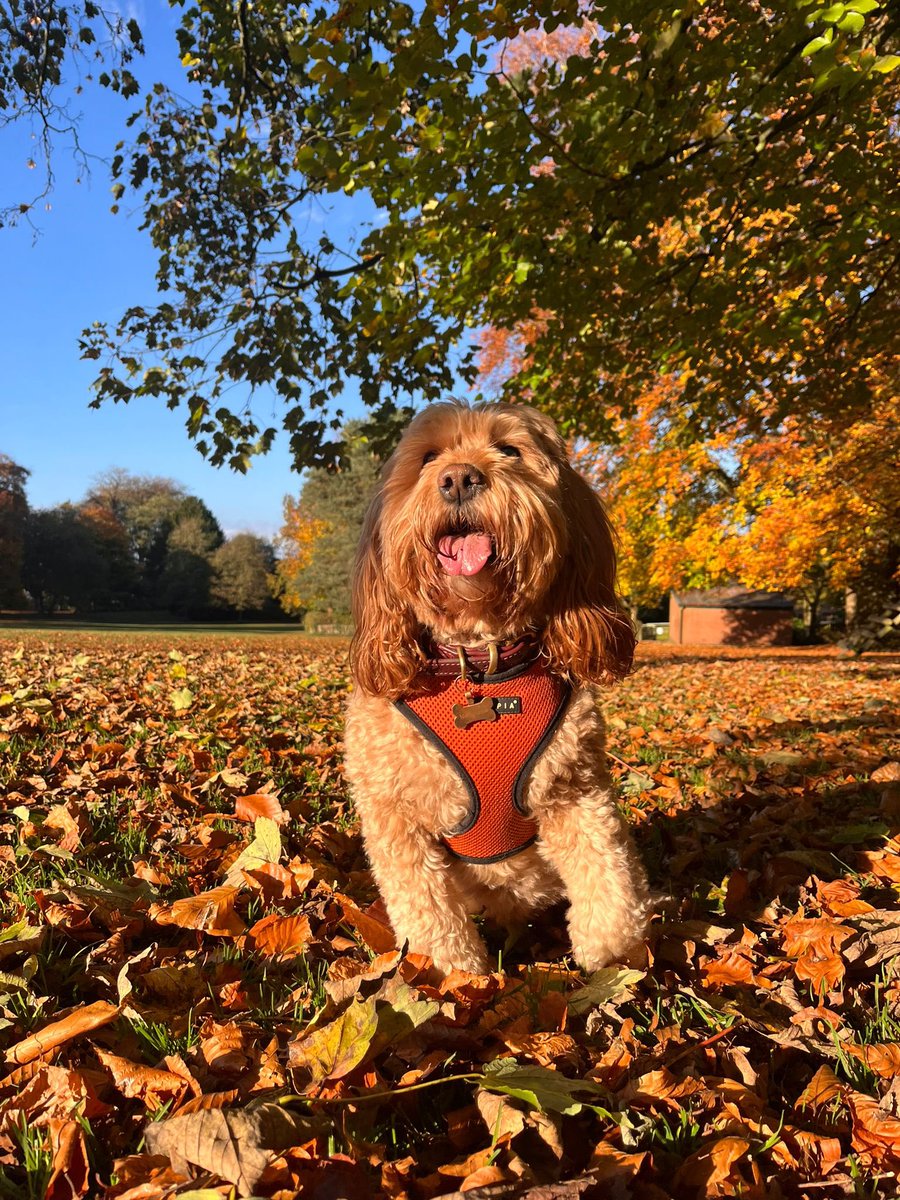 CockapooJuno's tweet image. Happy Saturday Furpals. It’s been a lovely sunny day in Altrincham. 🍁 #AutumnColours